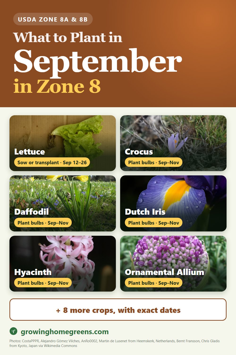 What to plant in September in zone 8: lettuce, crocus, daffodil (narcissus), Dutch iris and more