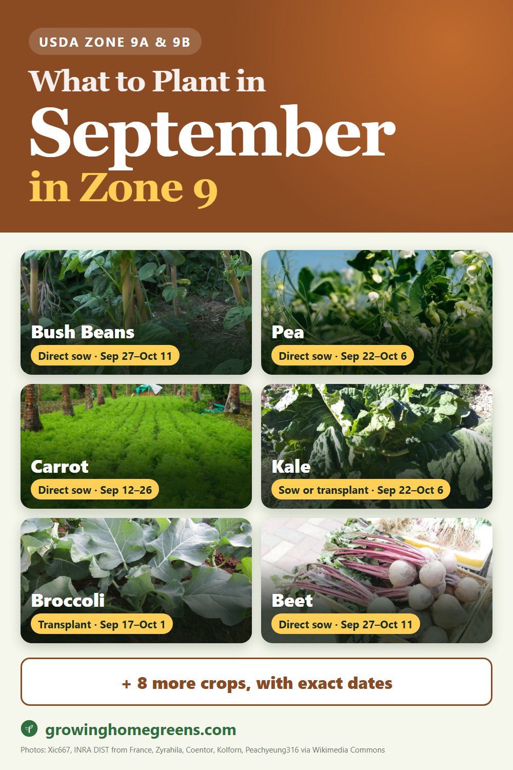 What to plant in September in zone 9: bush beans, pea, carrot, kale and more