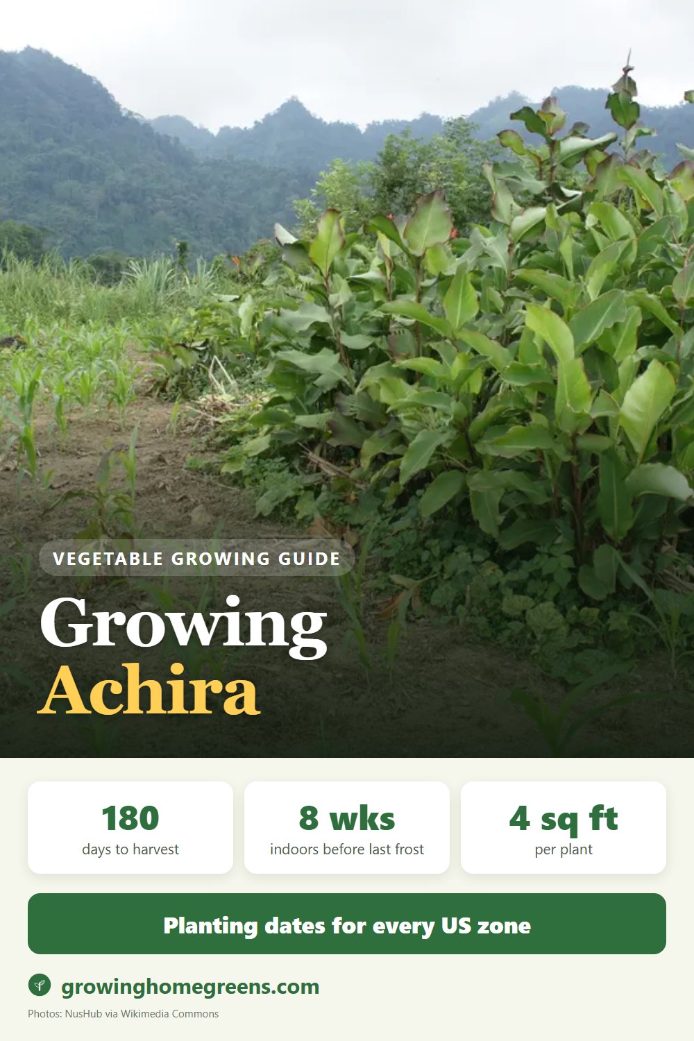 Achira: growing guide