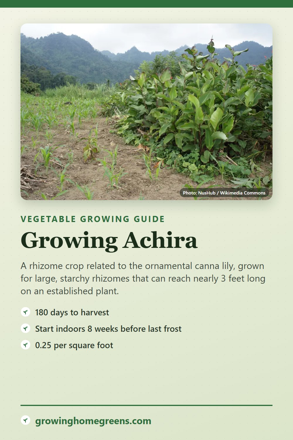 Achira: growing guide