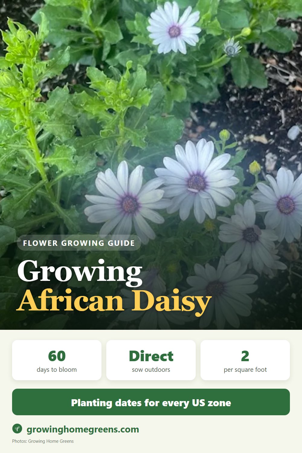 African Daisy: growing guide