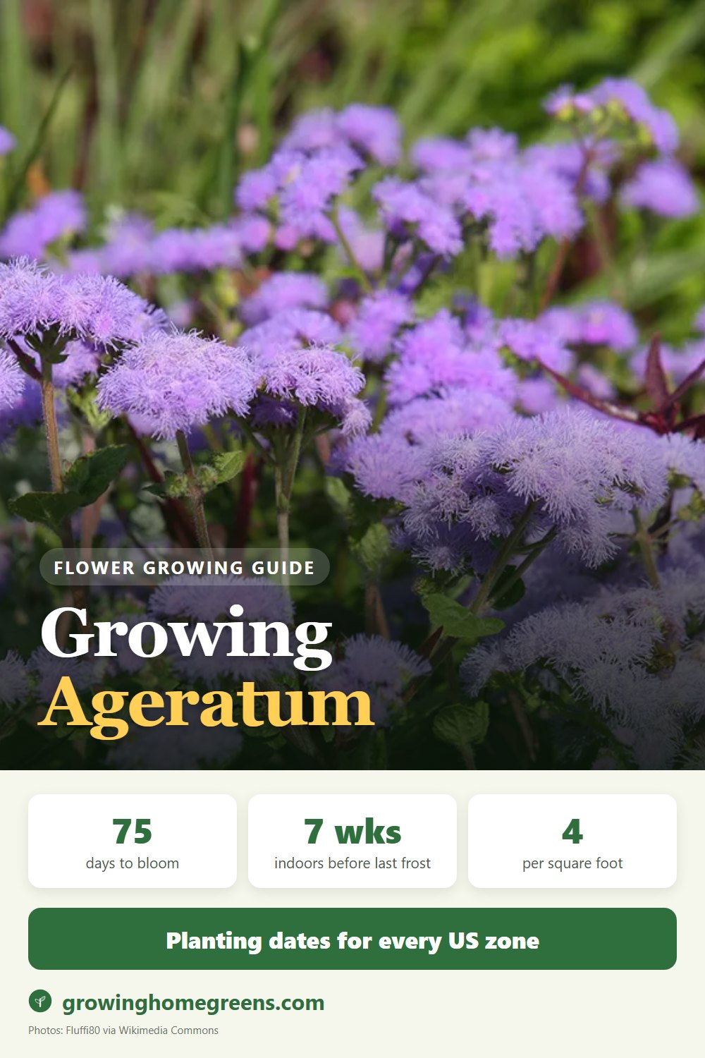 Ageratum (Flossflower): growing guide