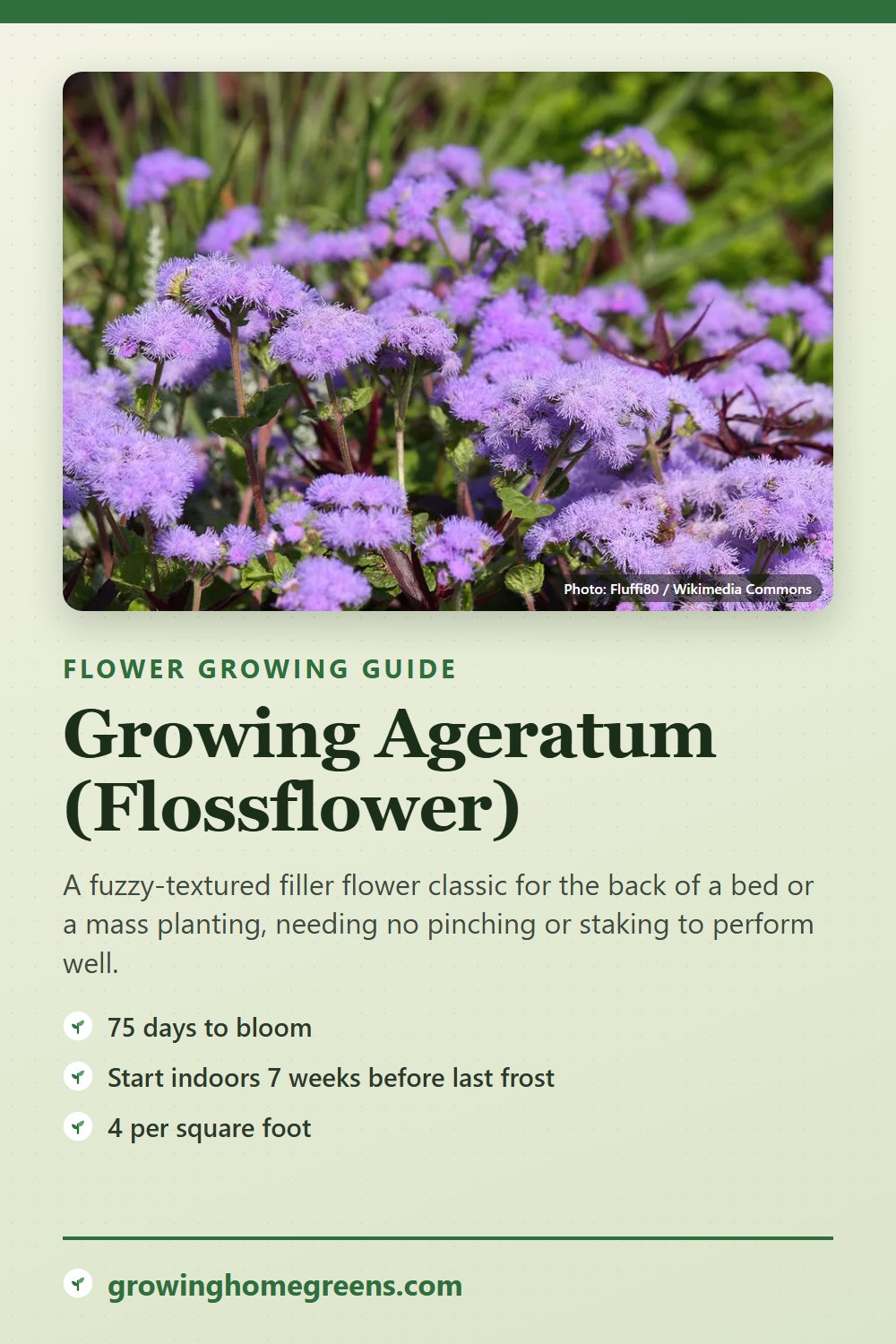 Ageratum (Flossflower): growing guide