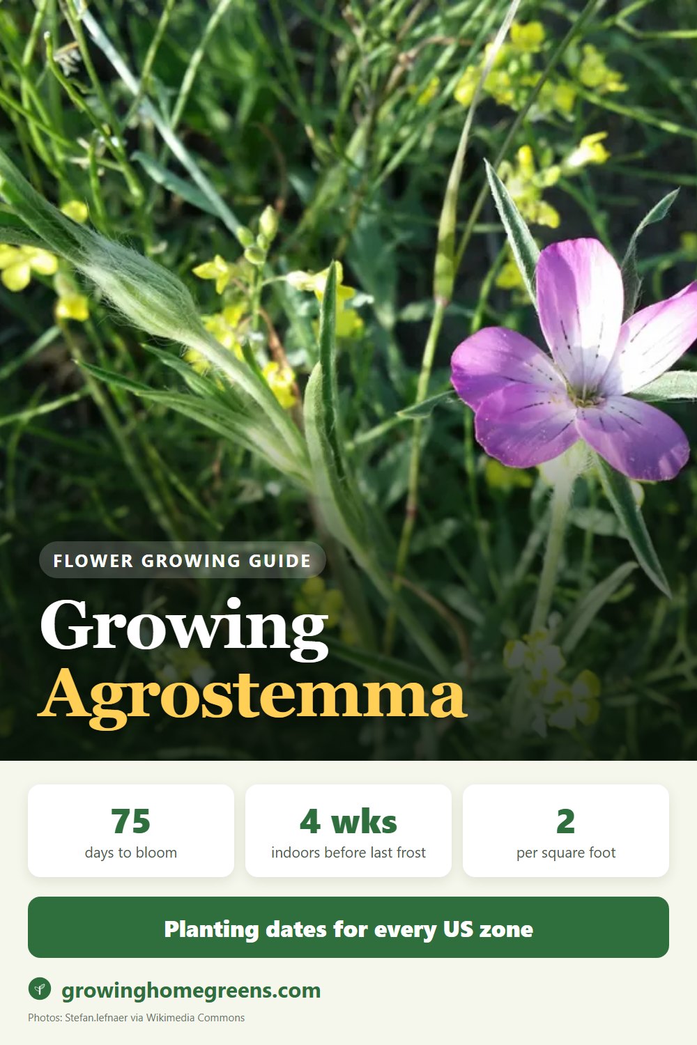 Agrostemma (Corn Cockle): growing guide