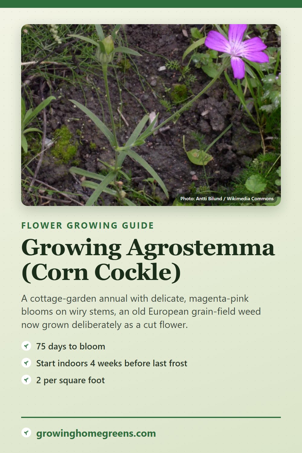 Agrostemma (Corn Cockle): growing guide