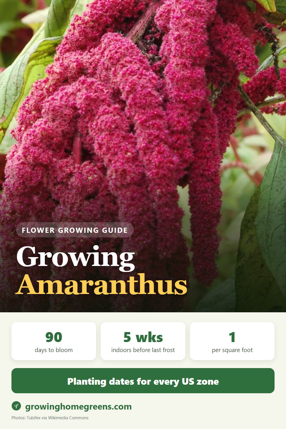 Amaranthus (Love-Lies-Bleeding): growing guide