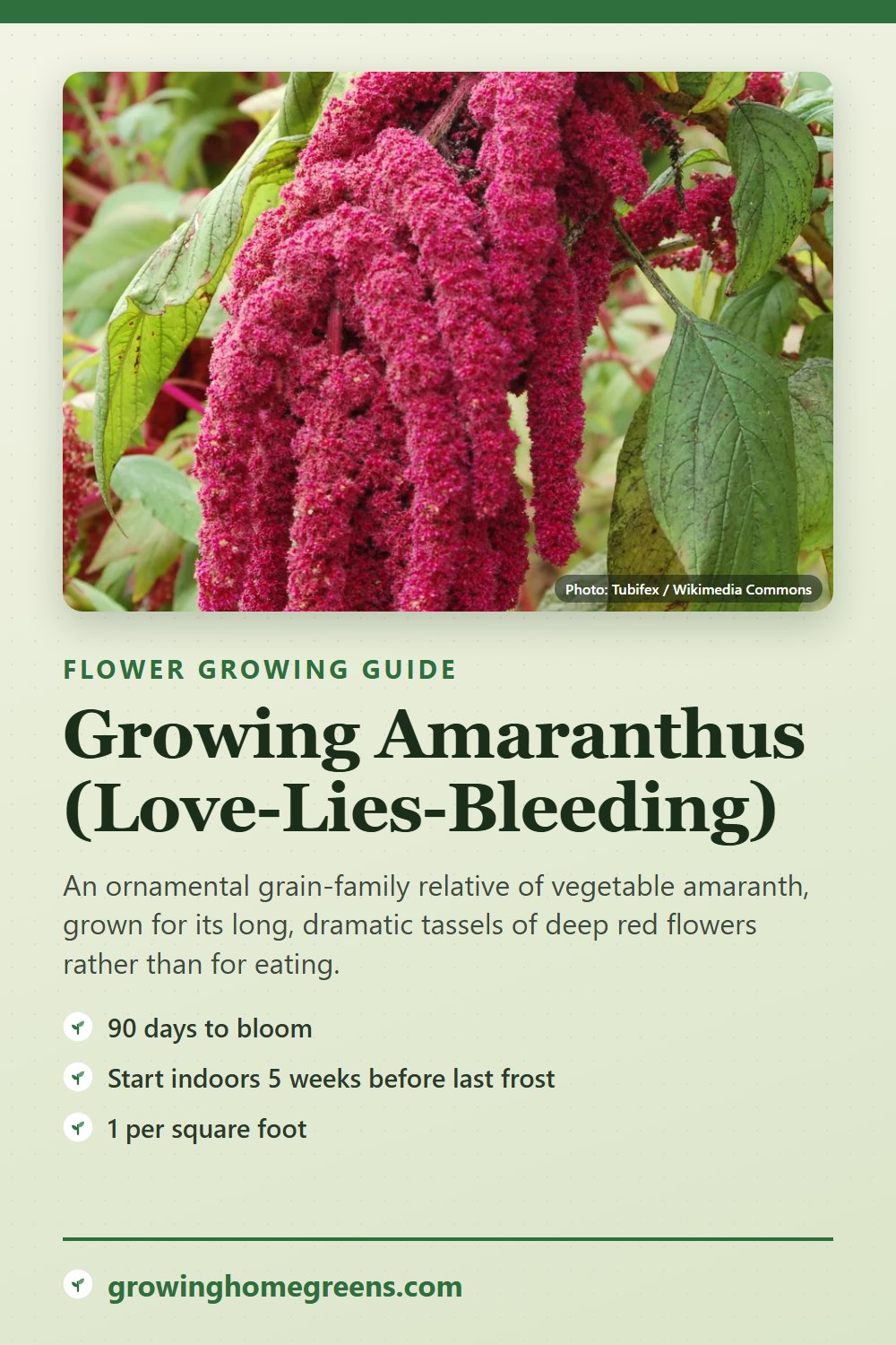 Amaranthus (Love-Lies-Bleeding): growing guide