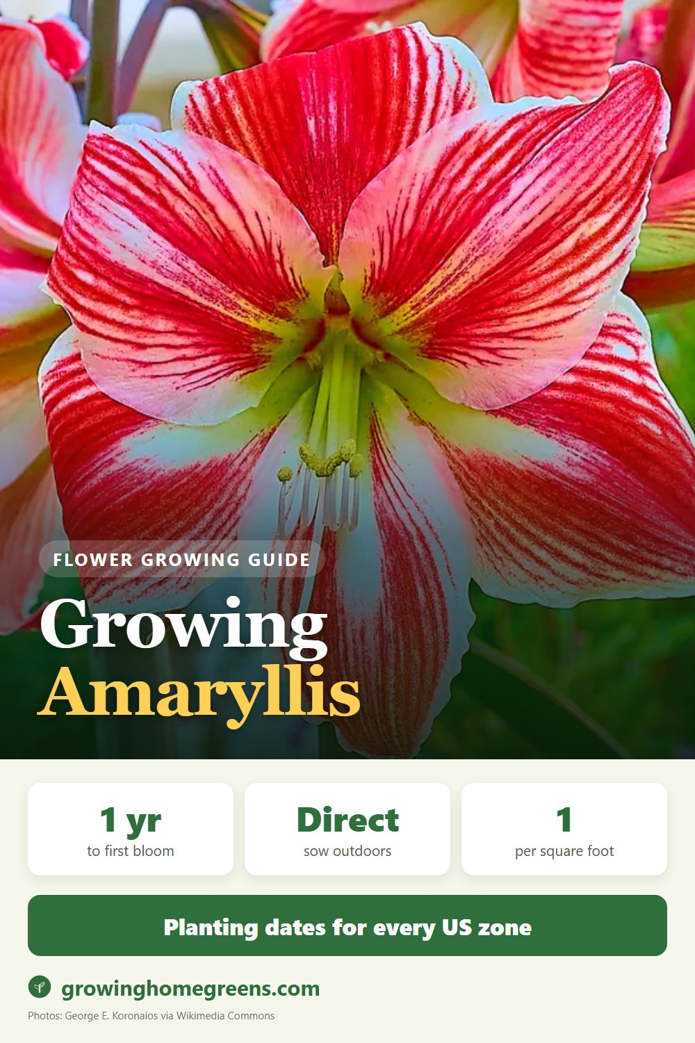 Amaryllis: growing guide