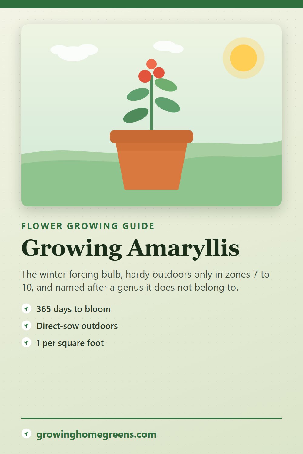 Amaryllis: growing guide