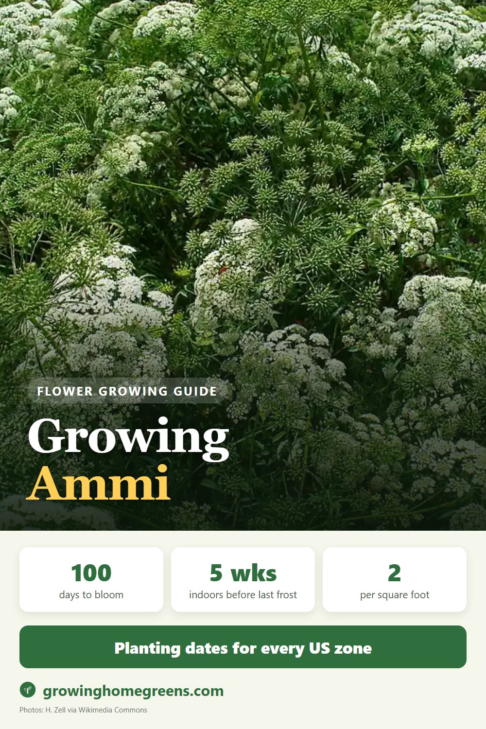 Ammi (False Queen Anne's Lace): growing guide