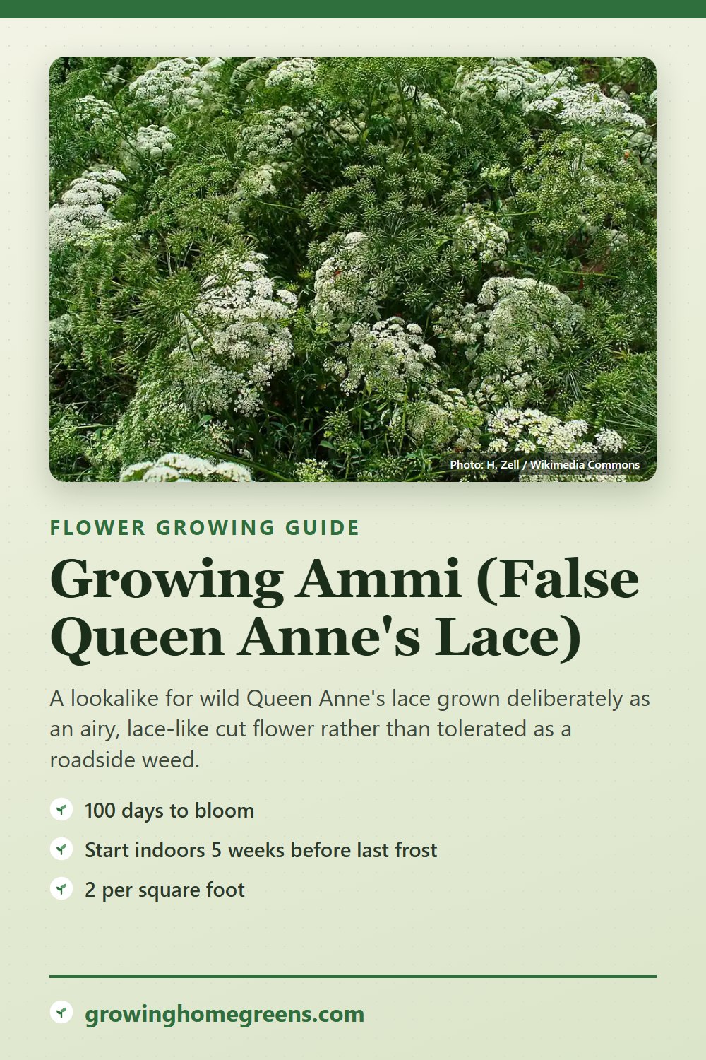 Ammi (False Queen Anne's Lace): growing guide