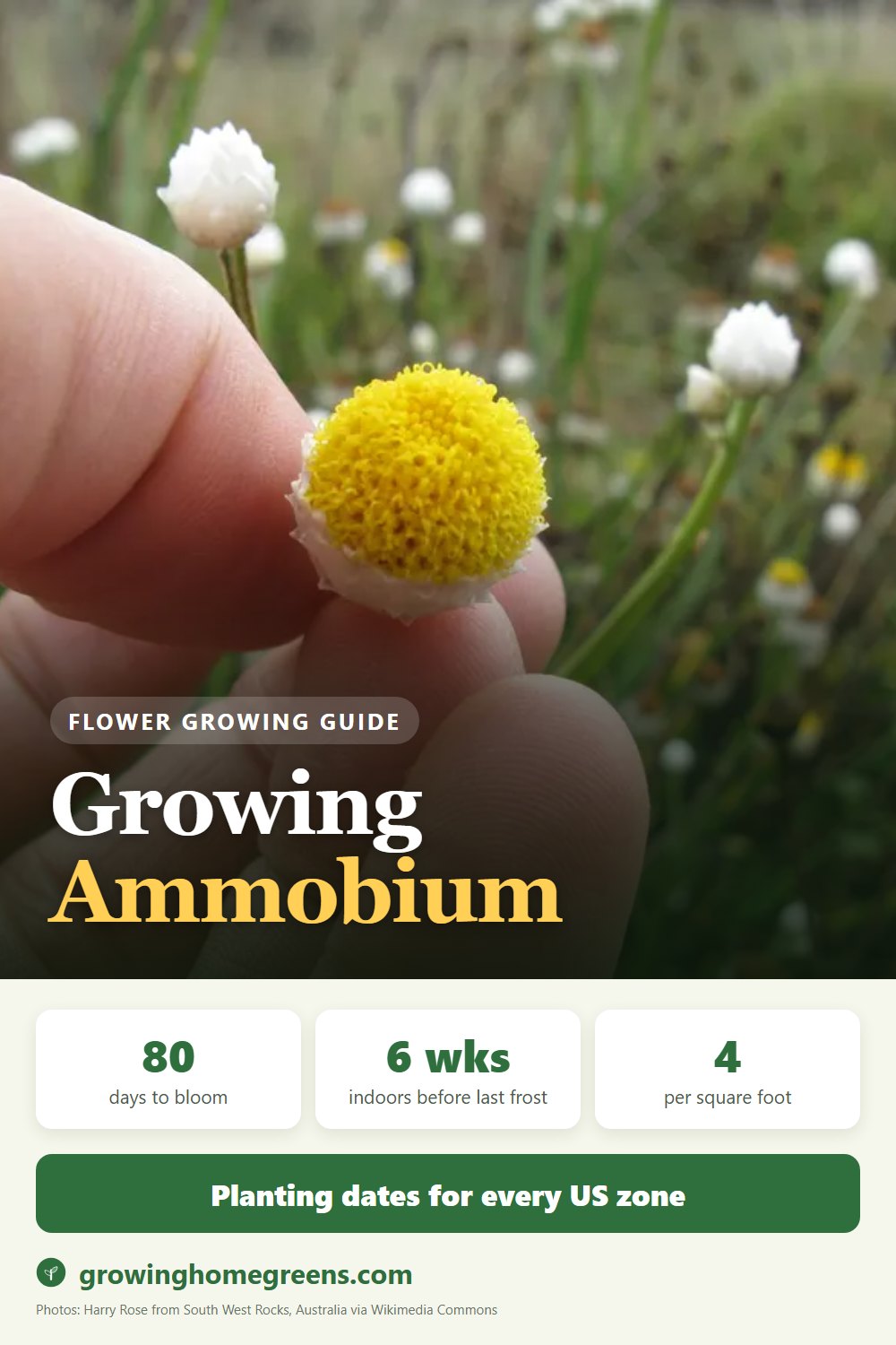 Ammobium (Winged Everlasting): growing guide