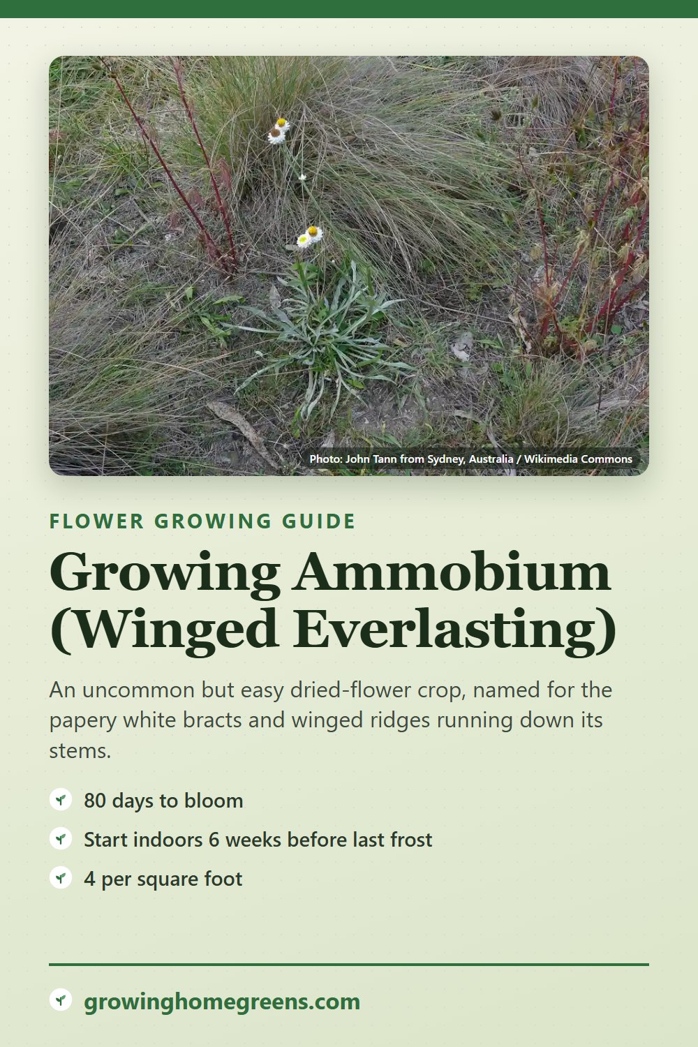 Ammobium (Winged Everlasting): growing guide