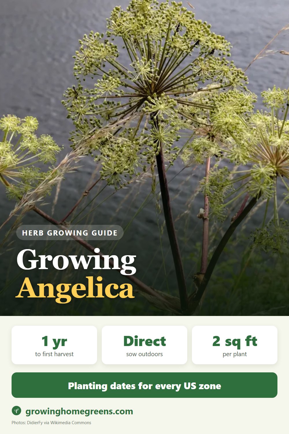 Angelica: growing guide
