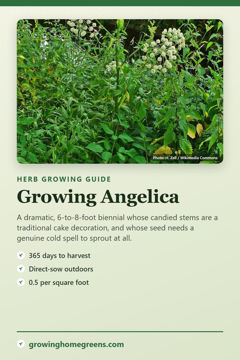 Angelica: growing guide