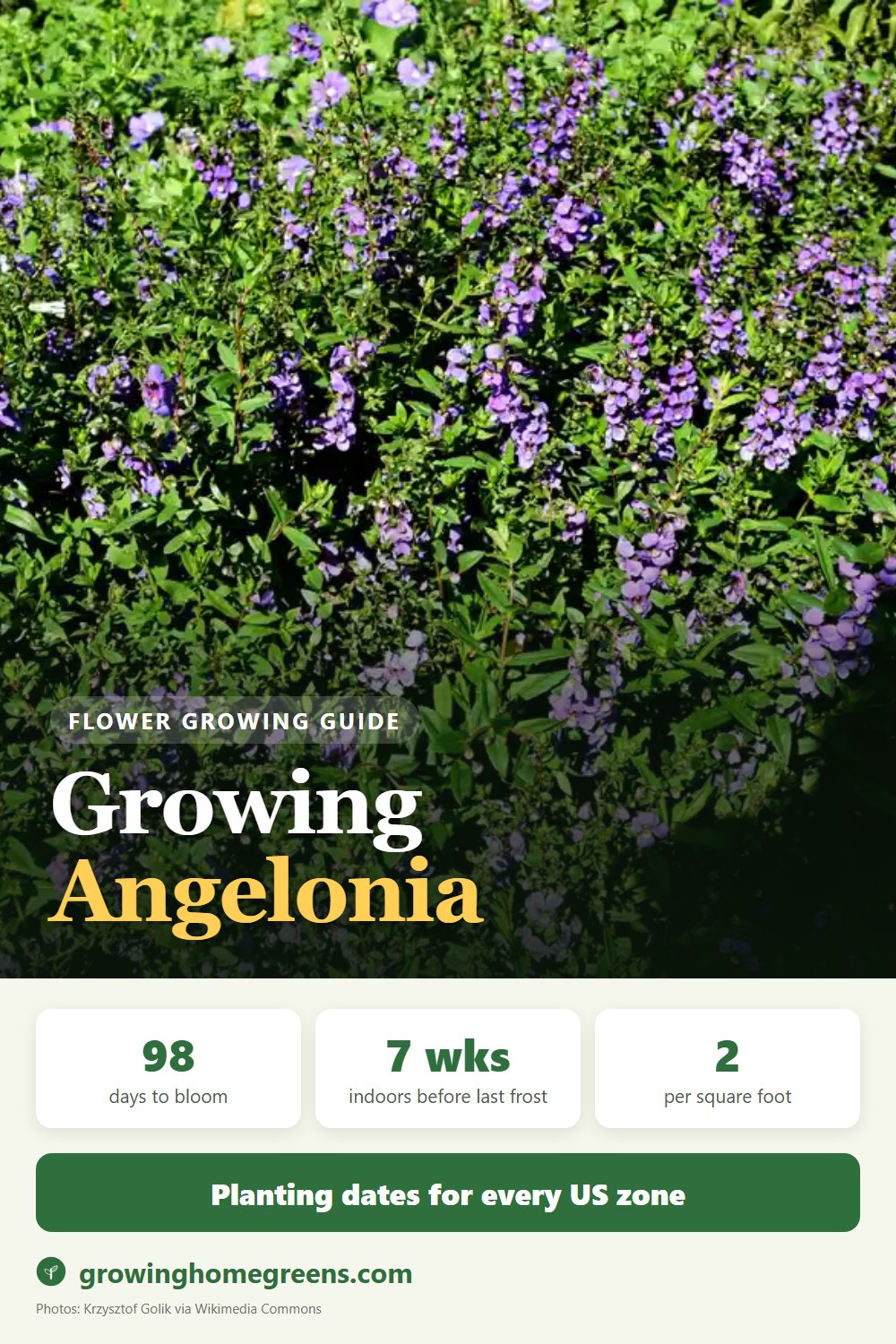 Angelonia (Summer Snapdragon): growing guide