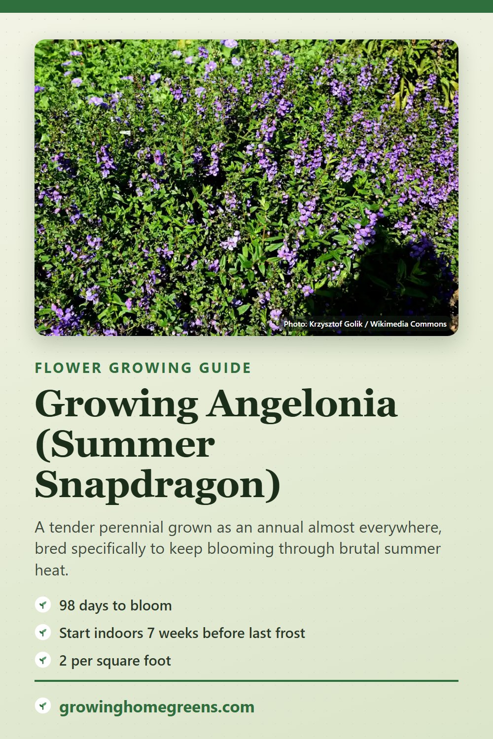Angelonia (Summer Snapdragon): growing guide