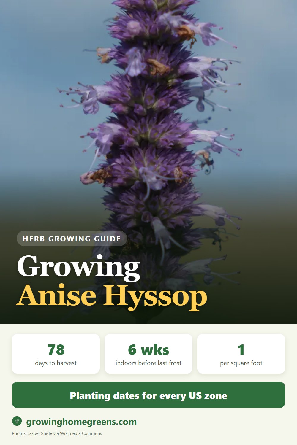 Anise Hyssop: growing guide