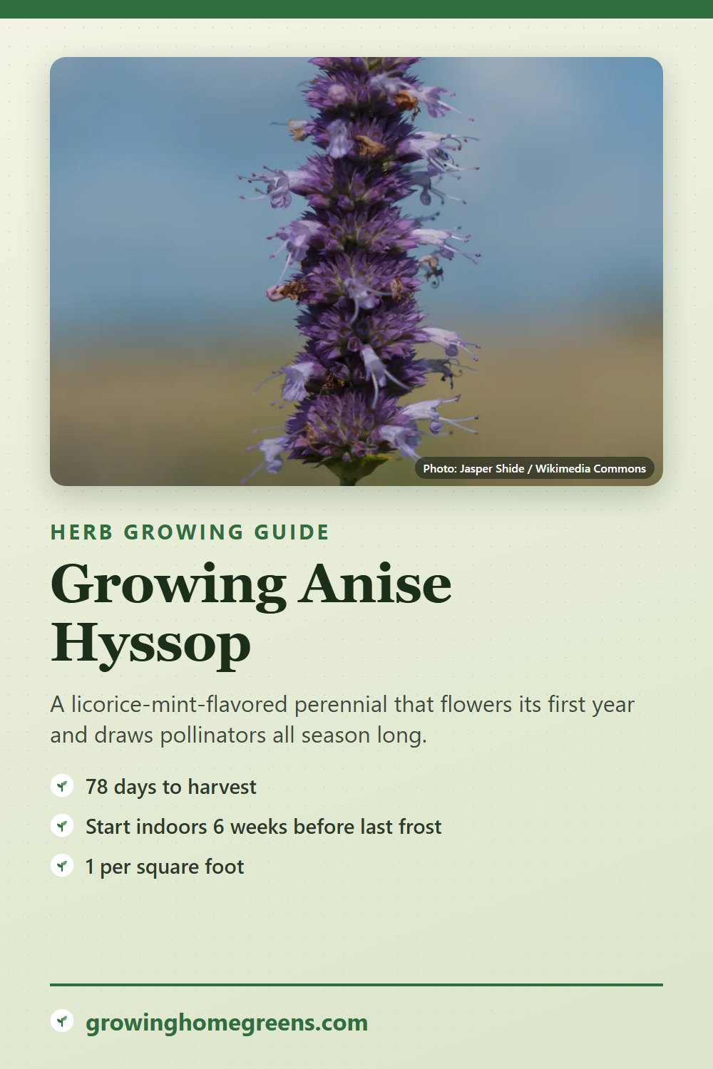 Anise Hyssop: growing guide