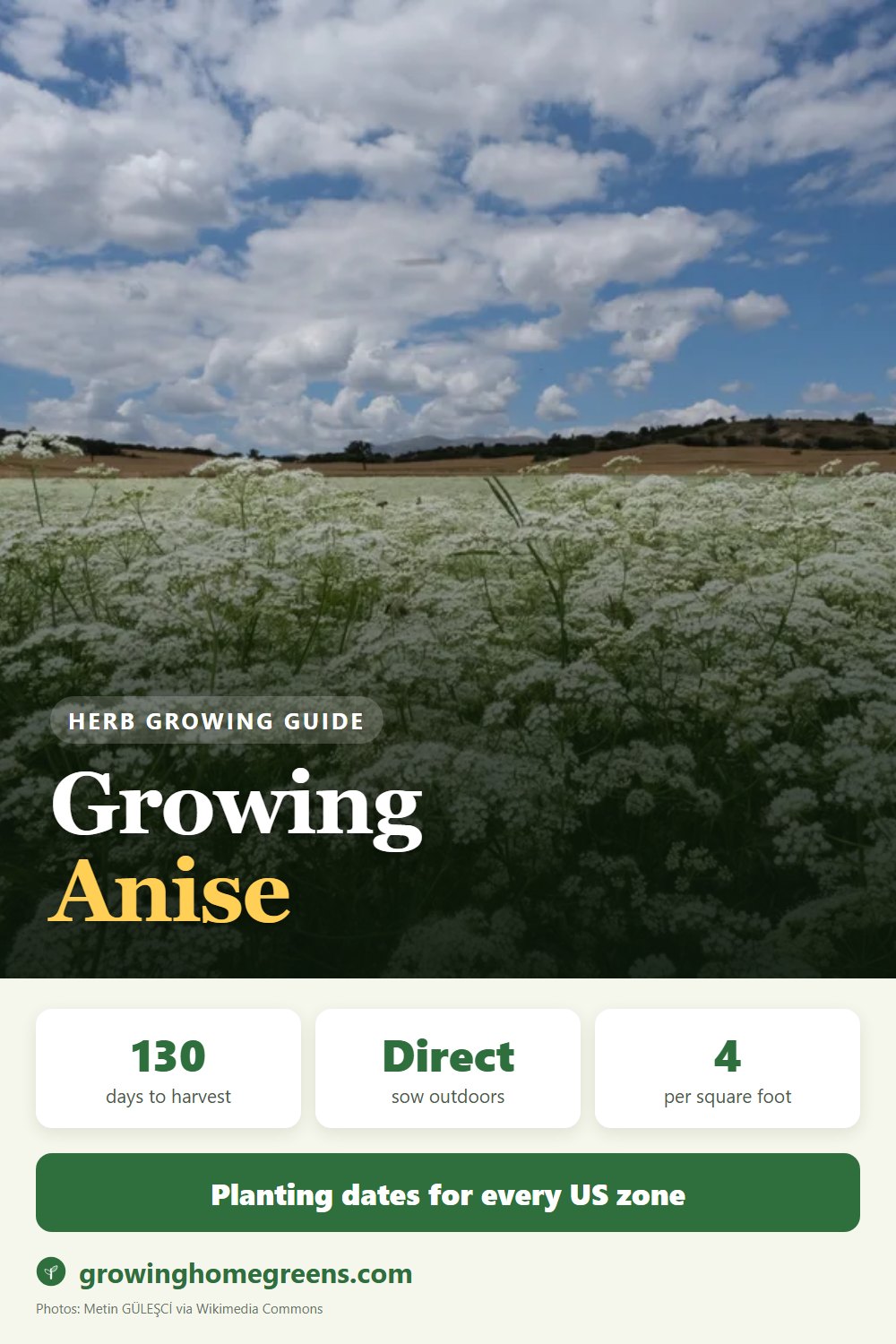 Anise: growing guide