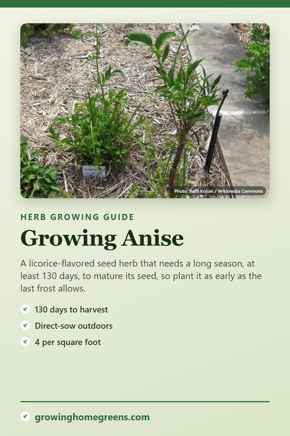Anise: growing guide