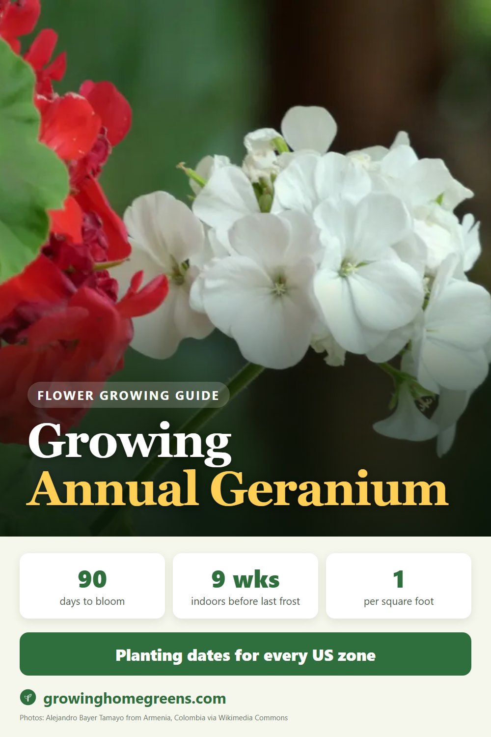 Annual Geranium (Pelargonium): growing guide