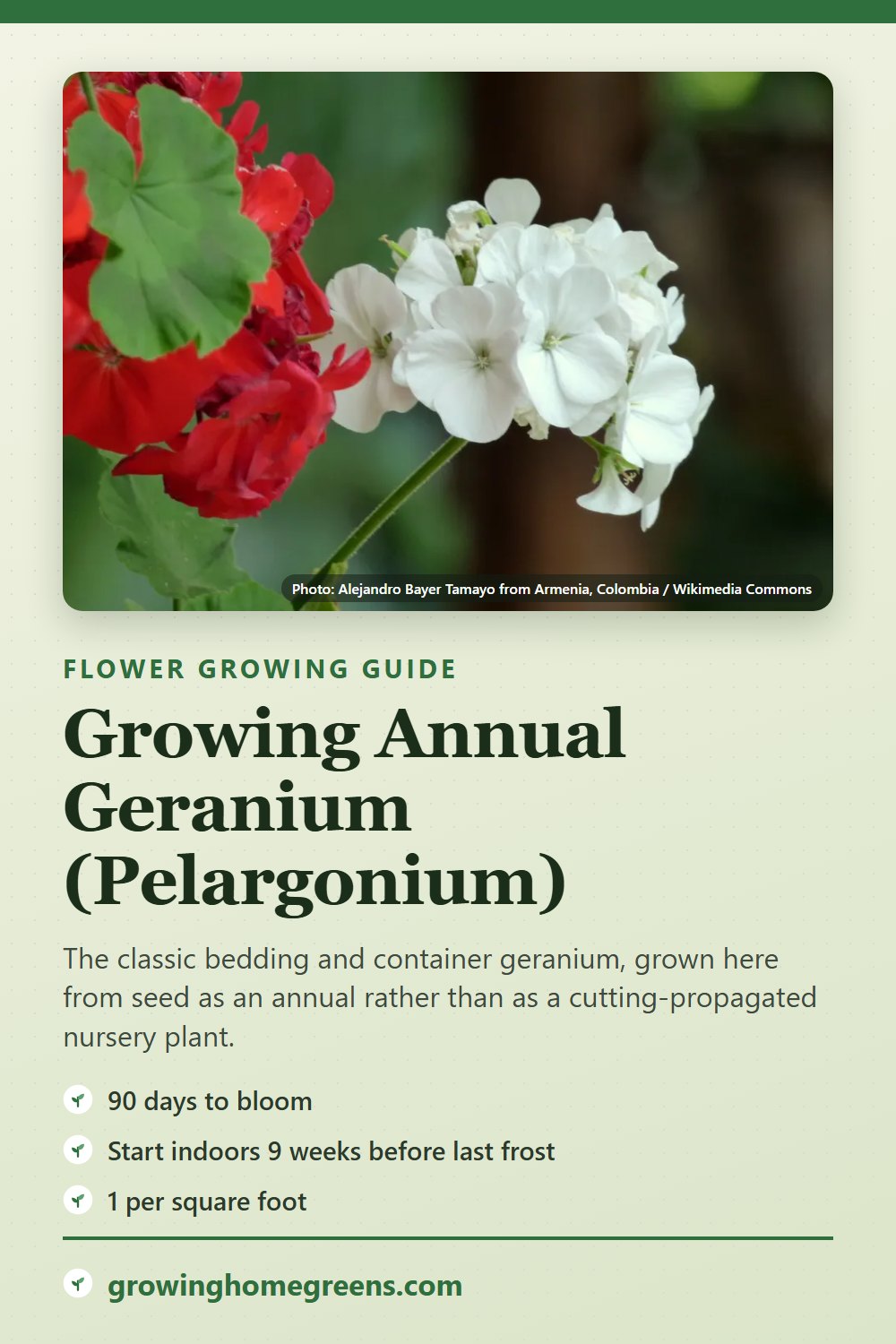Annual Geranium (Pelargonium): growing guide