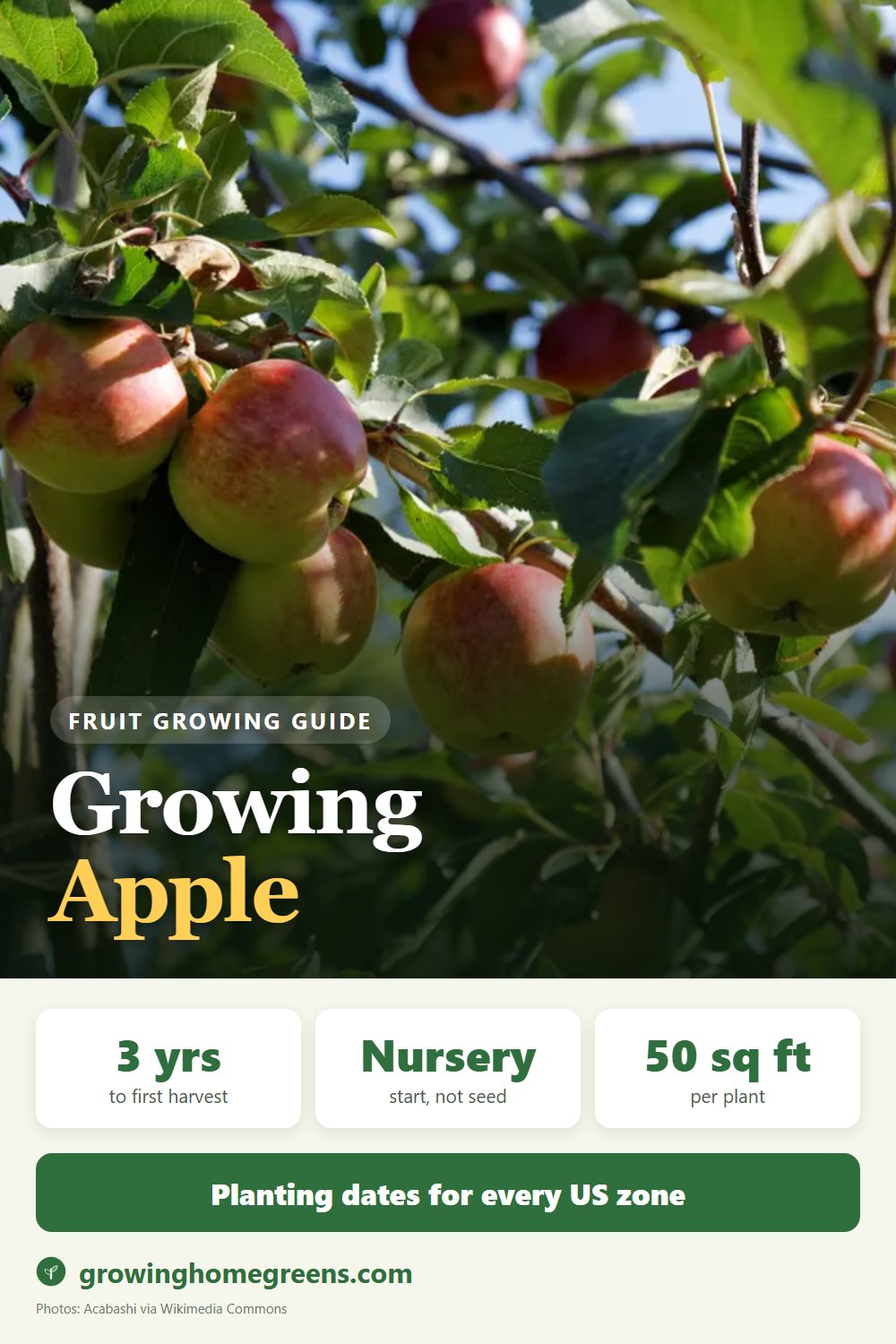 Apple: growing guide
