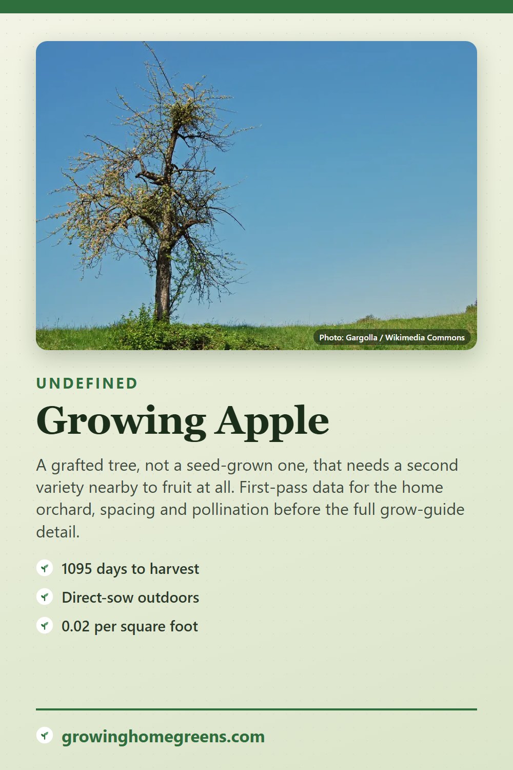 Apple: growing guide