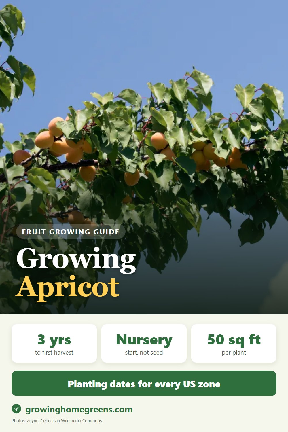 Apricot: growing guide