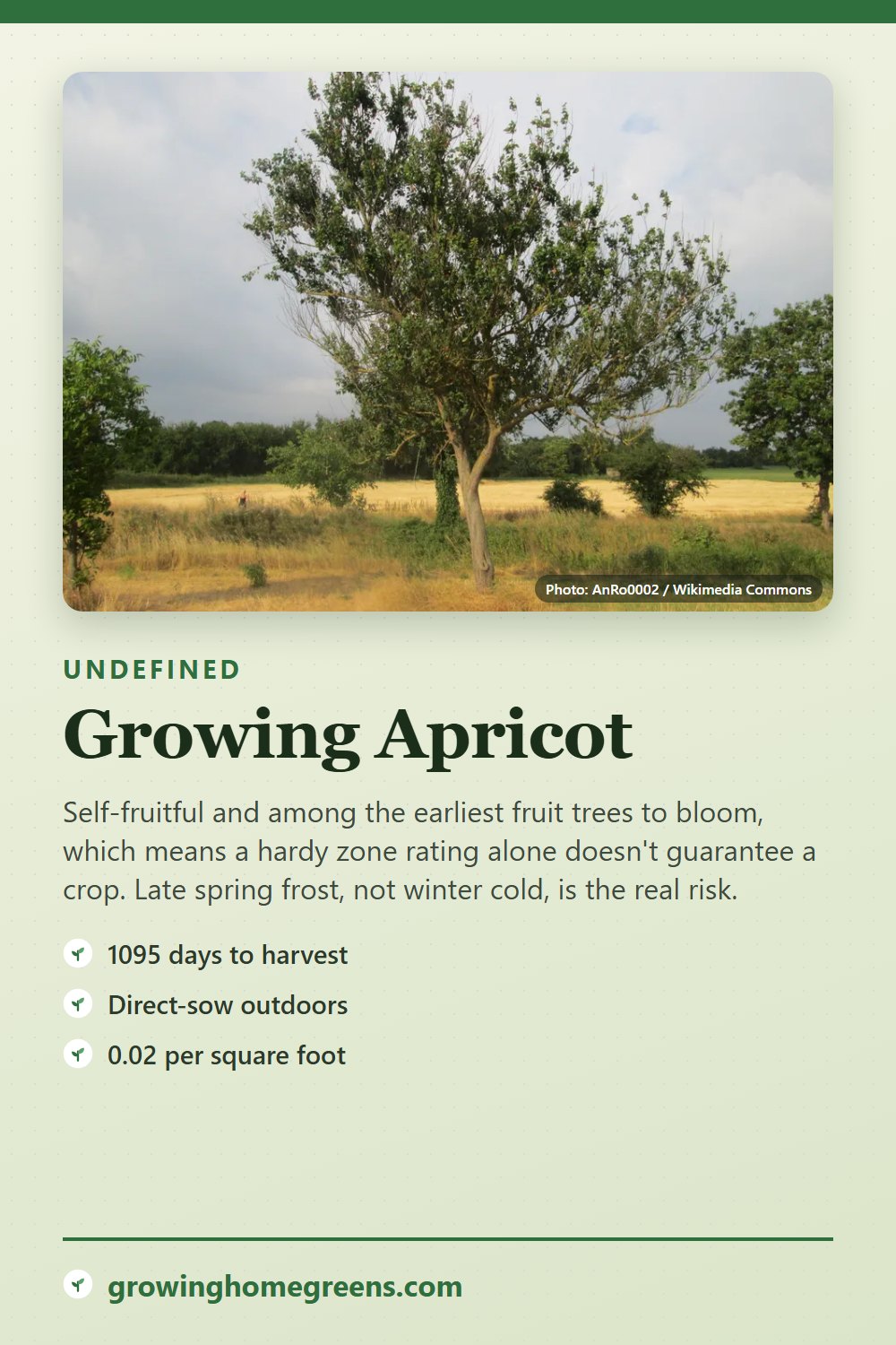 Apricot: growing guide