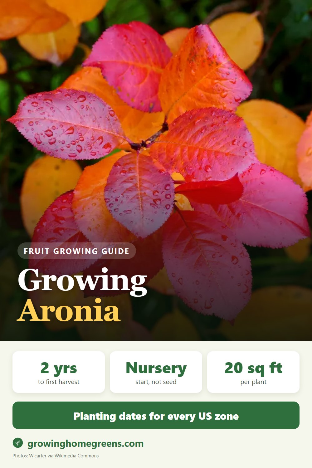 Aronia (Black Chokeberry): growing guide