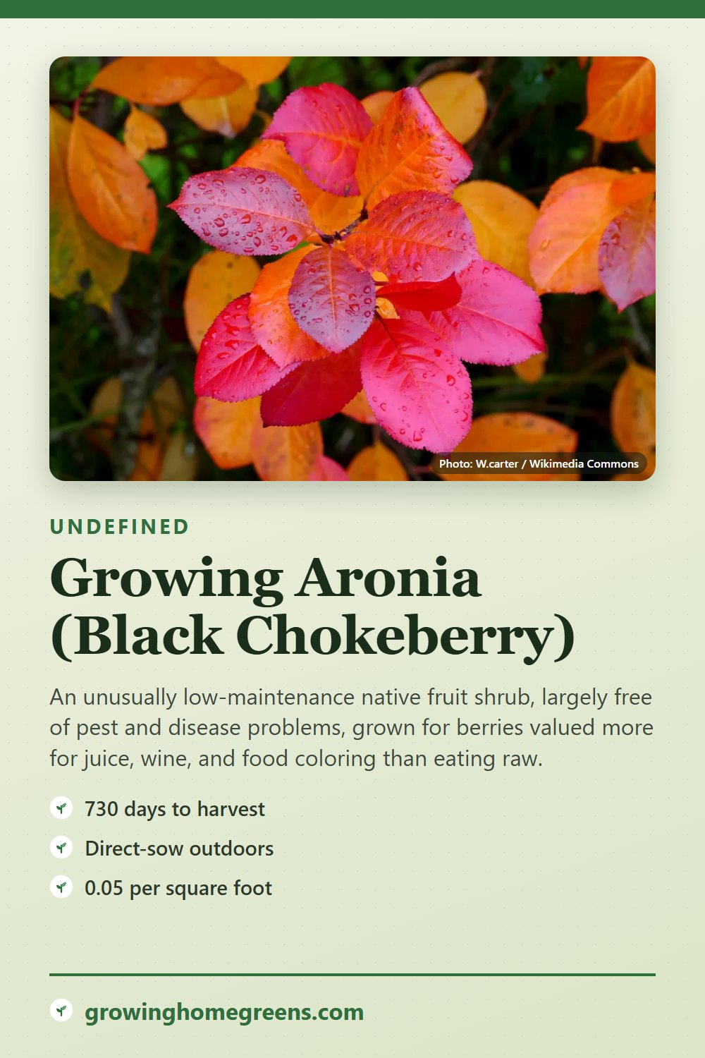 Aronia (Black Chokeberry): growing guide