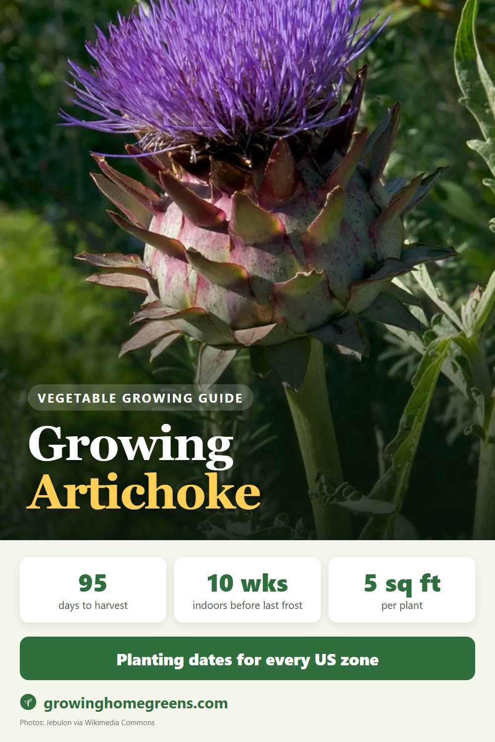 Growing Artichoke in USDA zone 11b