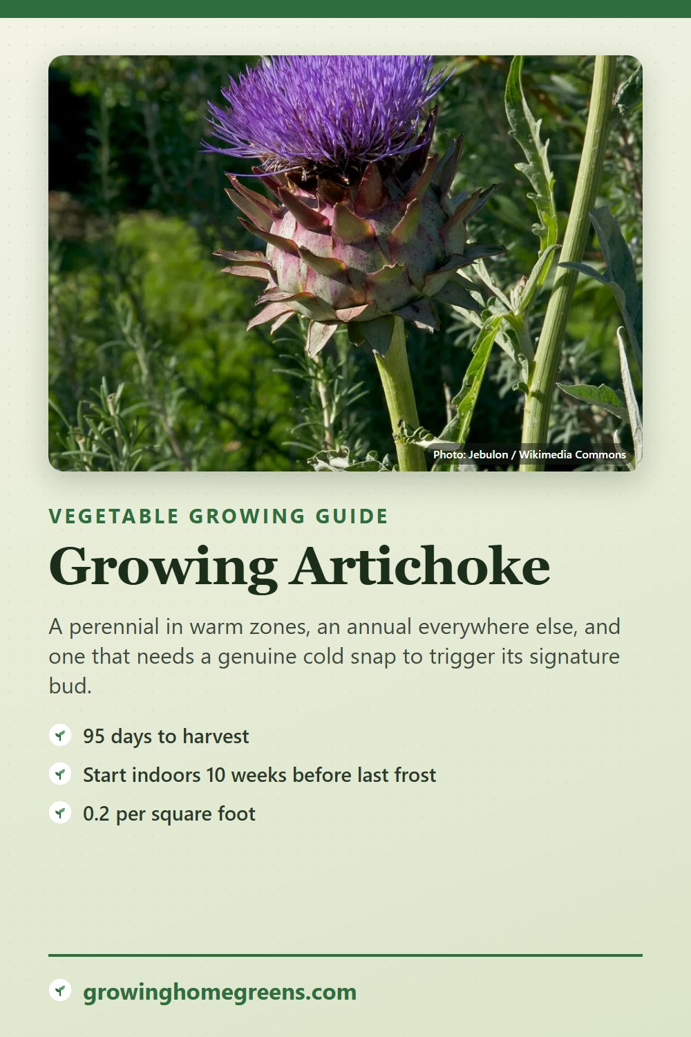 Artichoke: growing guide