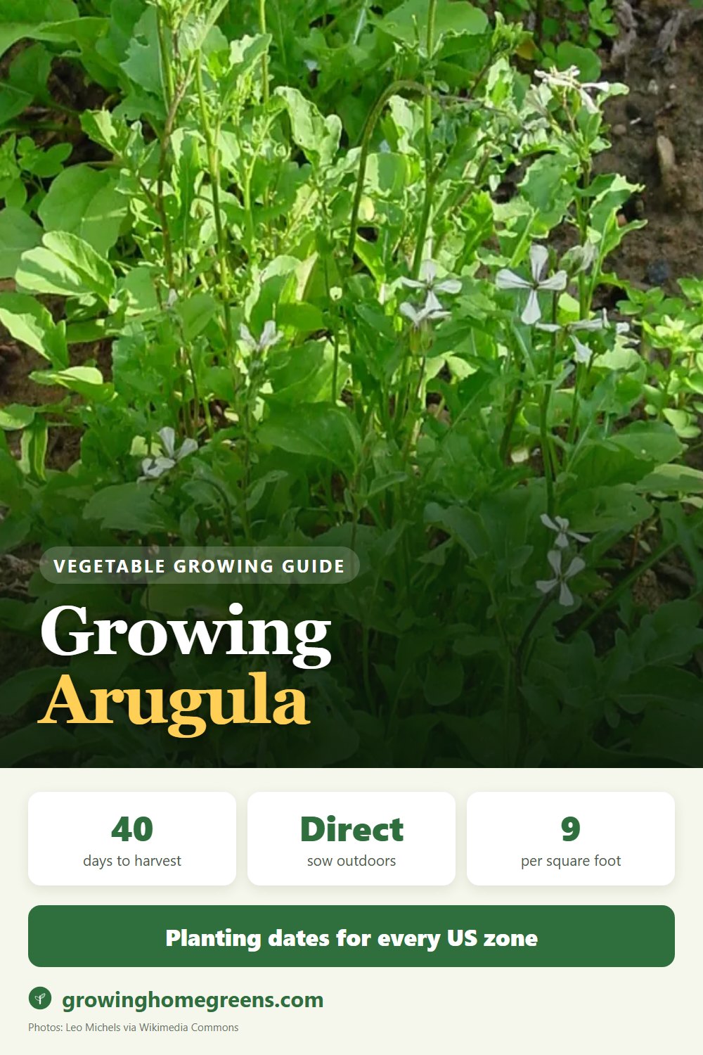 Arugula: growing guide
