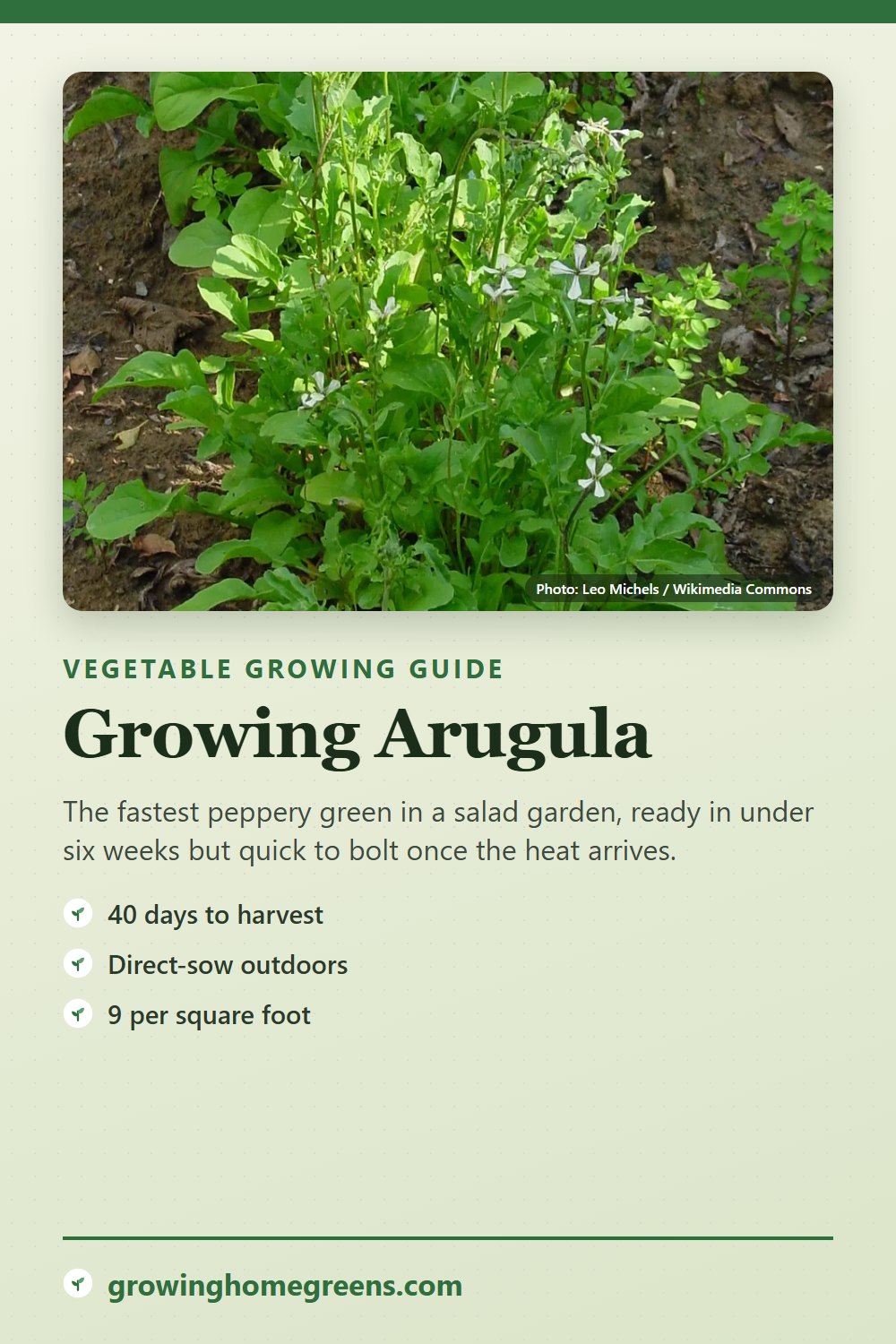 Arugula: growing guide
