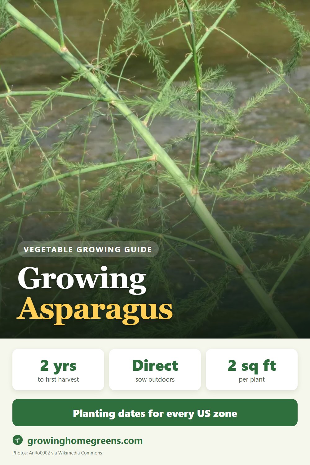 Growing Asparagus in USDA zone 9b