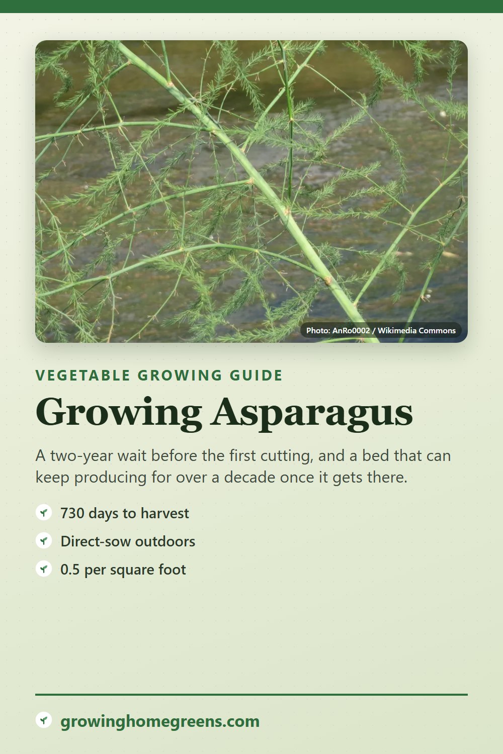 Asparagus: growing guide