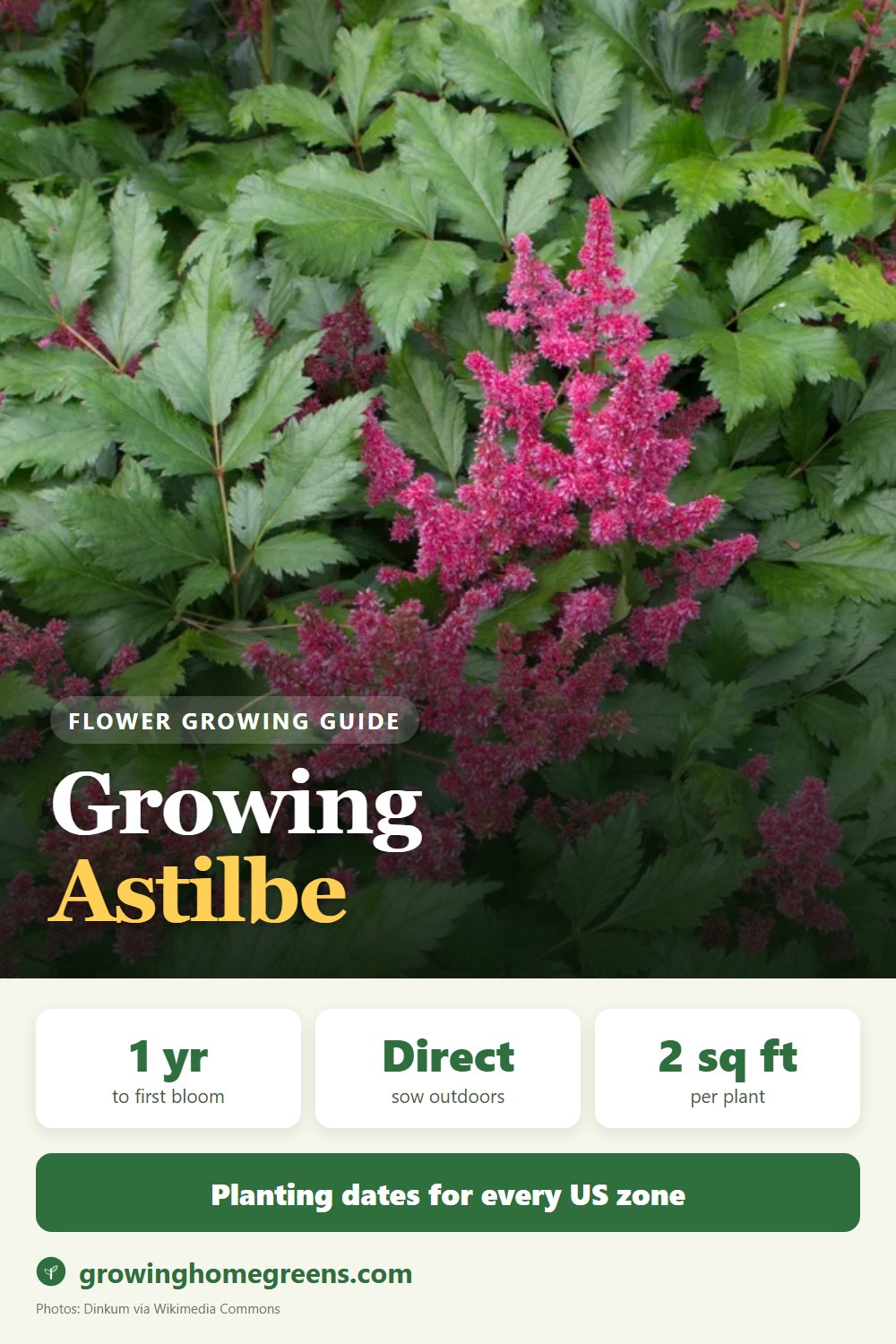 Astilbe: growing guide