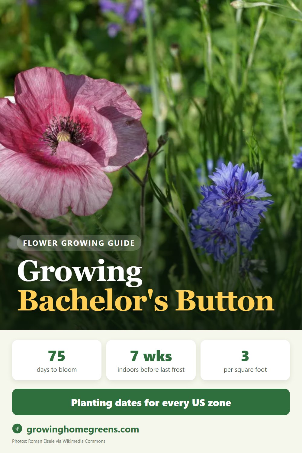 Bachelor's Button (Cornflower): growing guide
