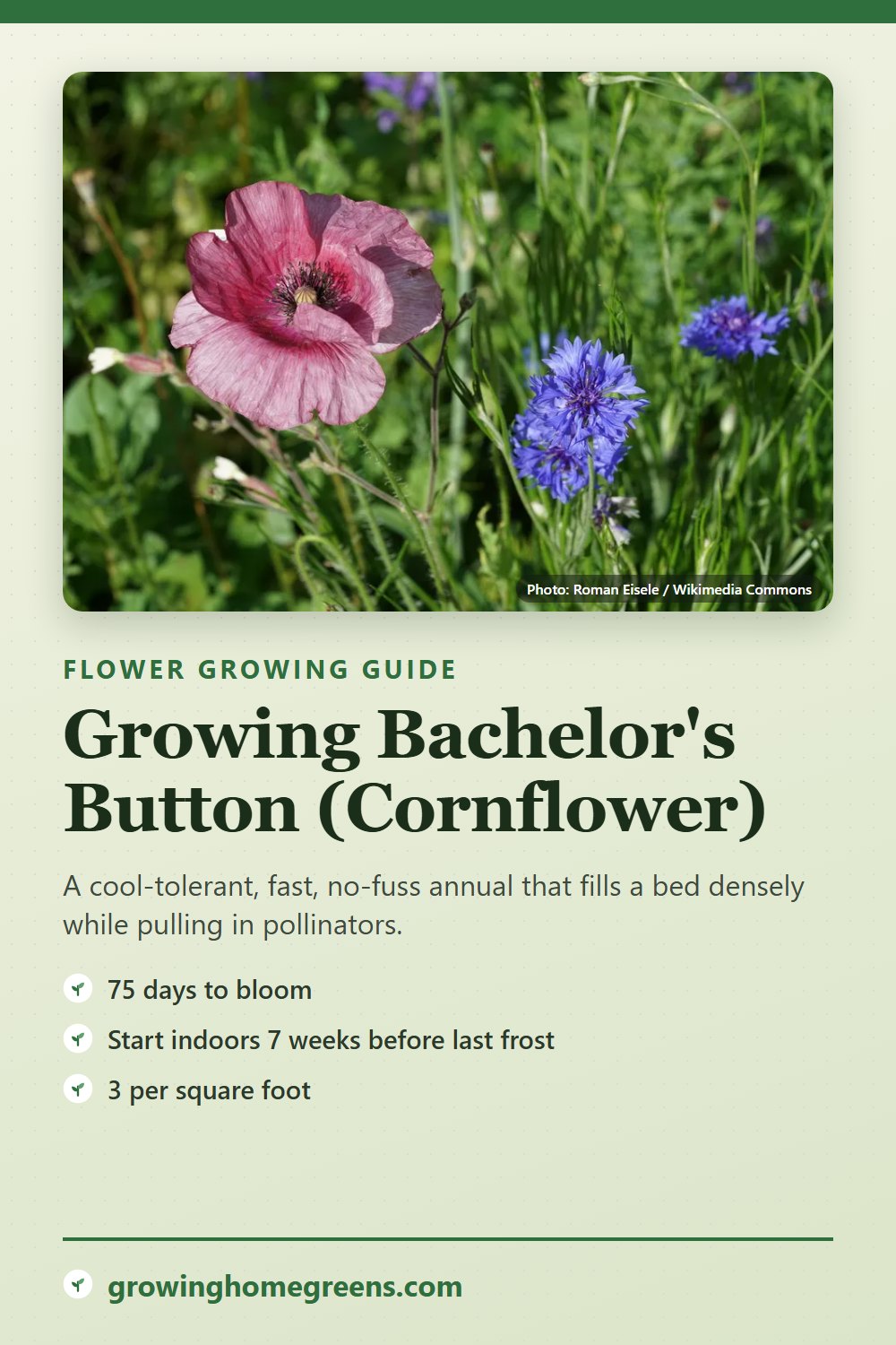 Bachelor's Button (Cornflower): growing guide