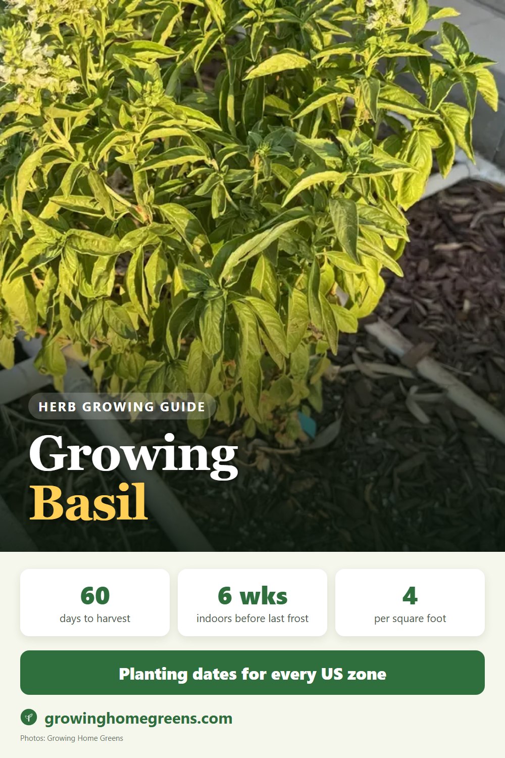 Basil: growing guide