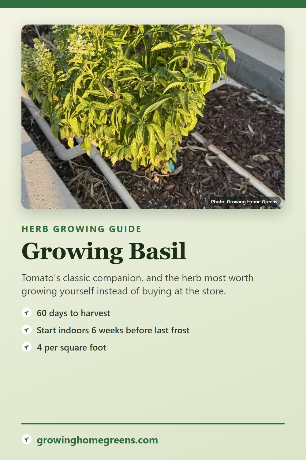 Basil: growing guide