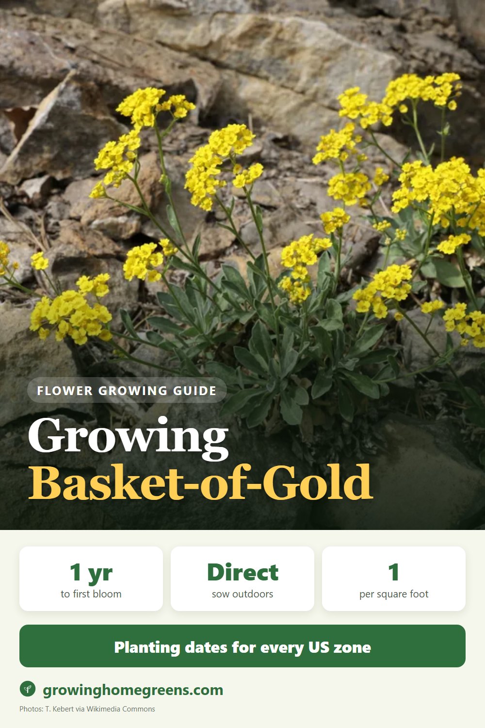 Basket-of-Gold: growing guide