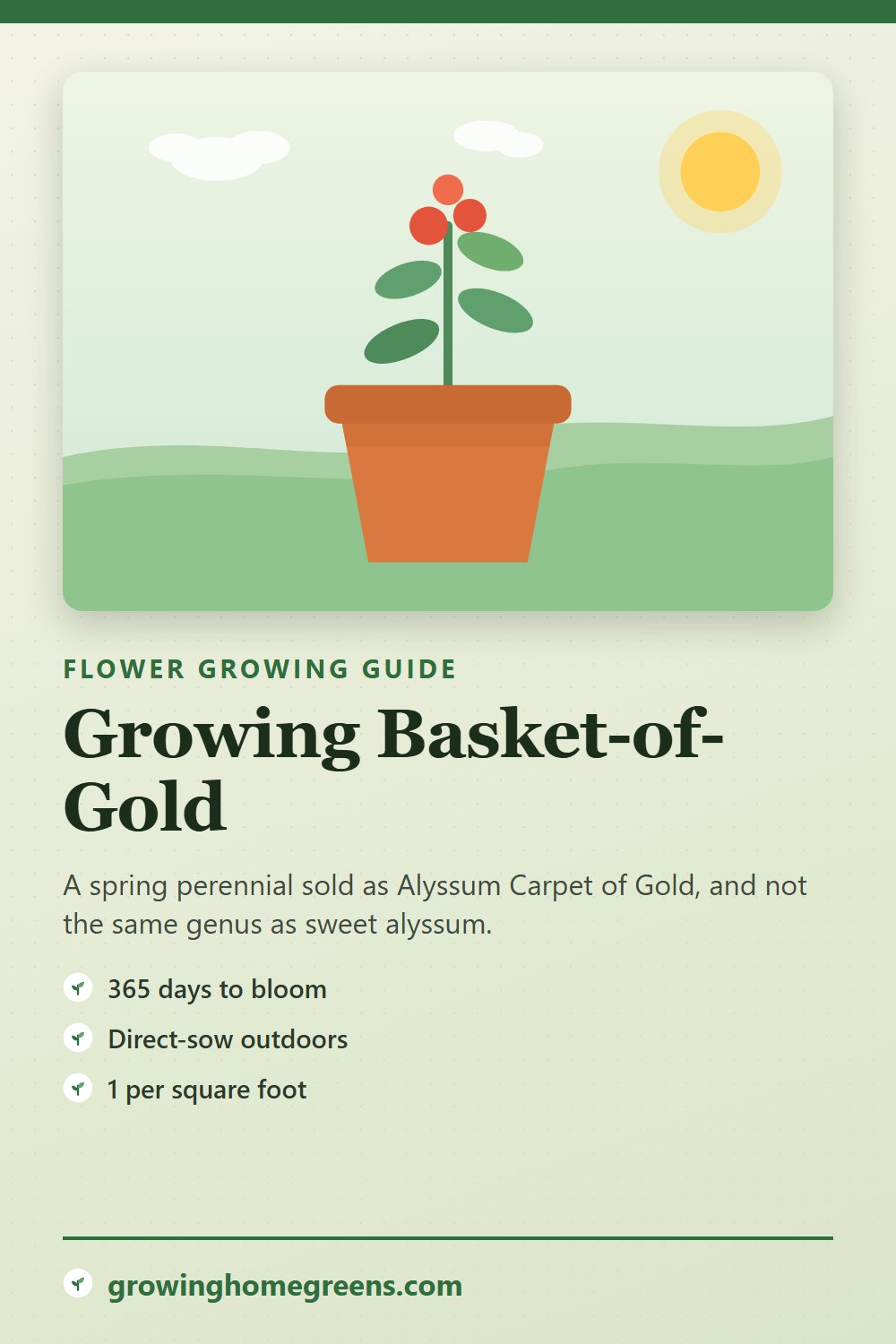 Basket-of-Gold: growing guide