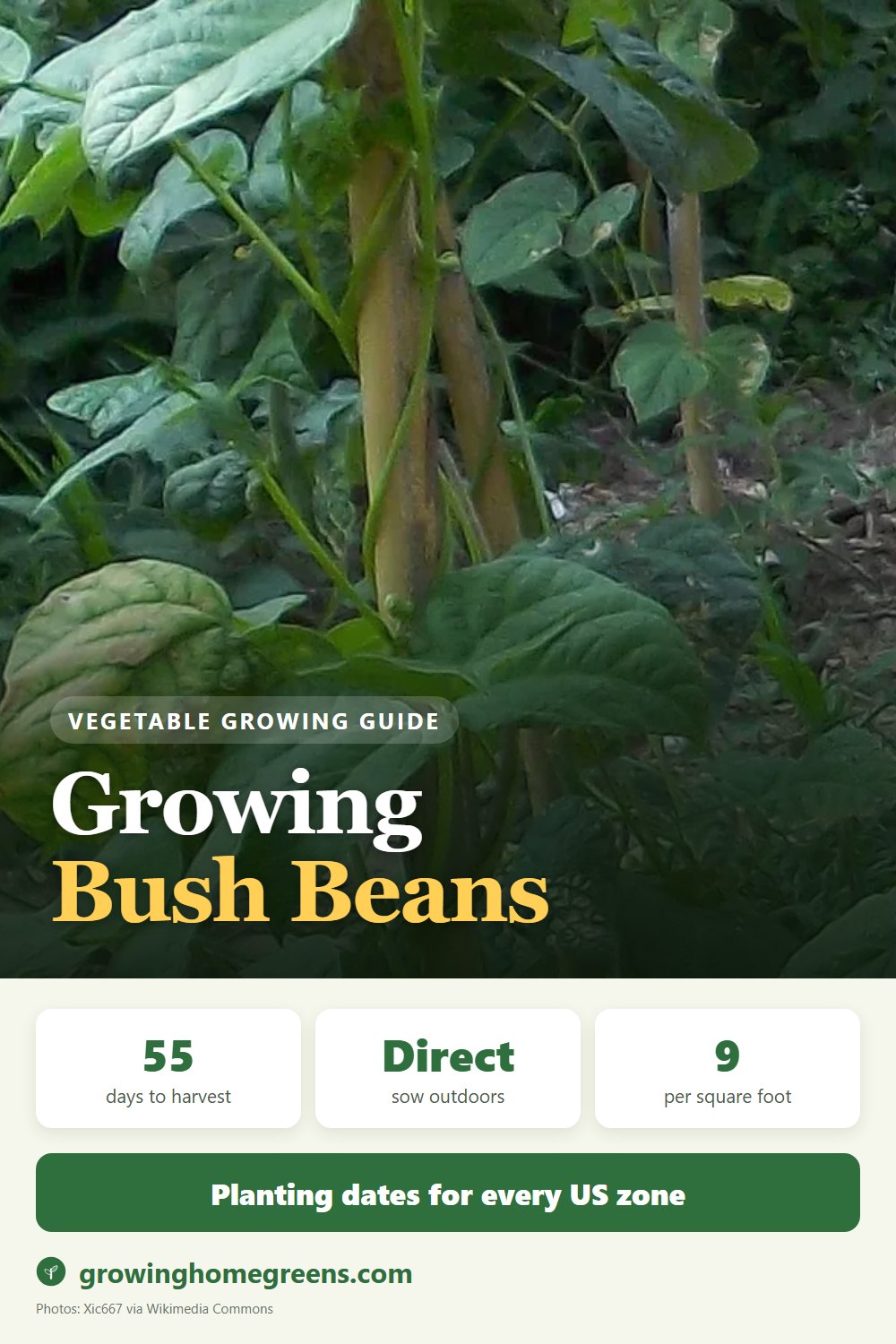 Bush Beans: growing guide