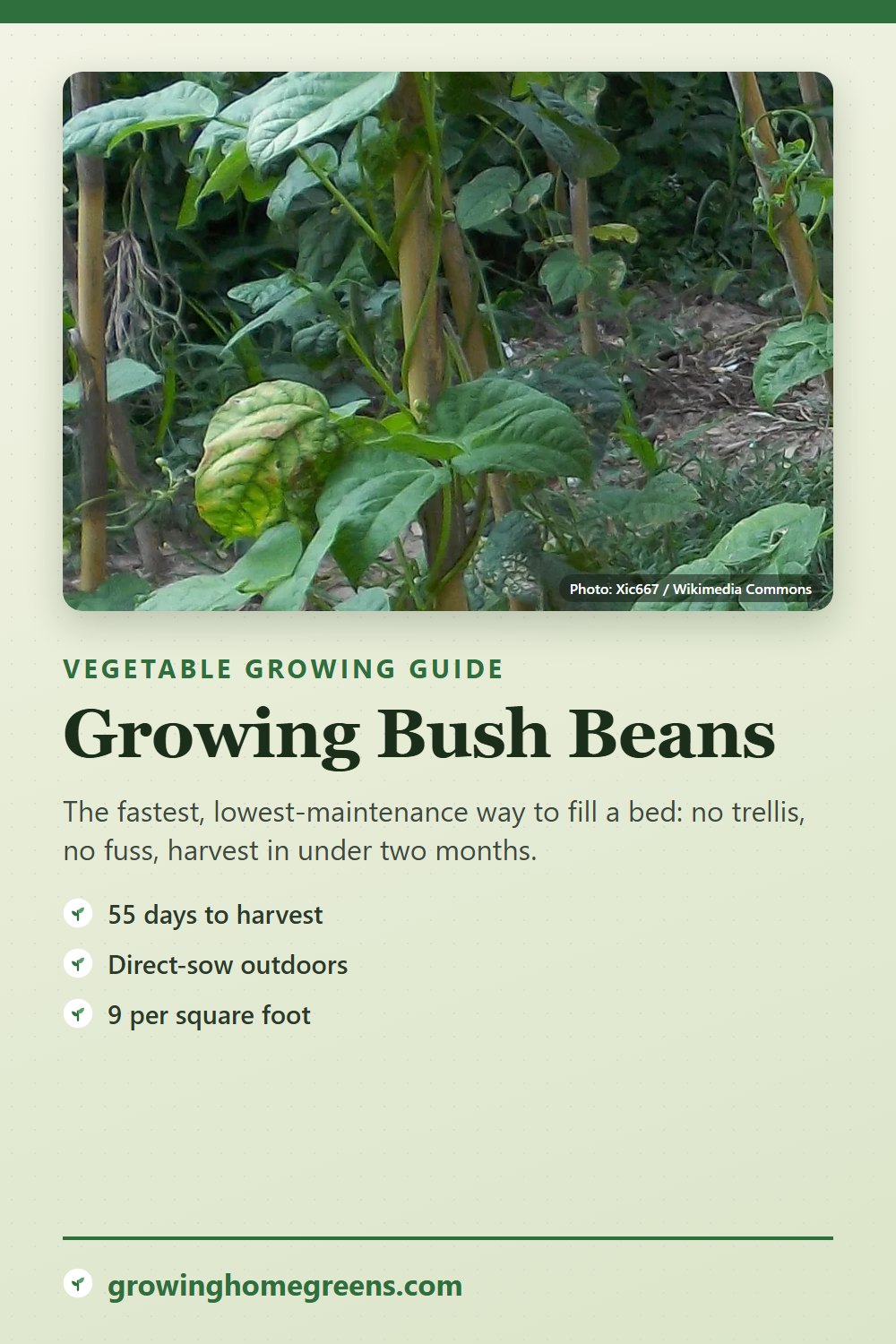 Bush Beans: growing guide