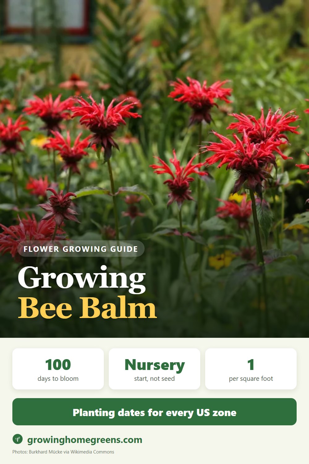 Growing Bee Balm in USDA zone 9b