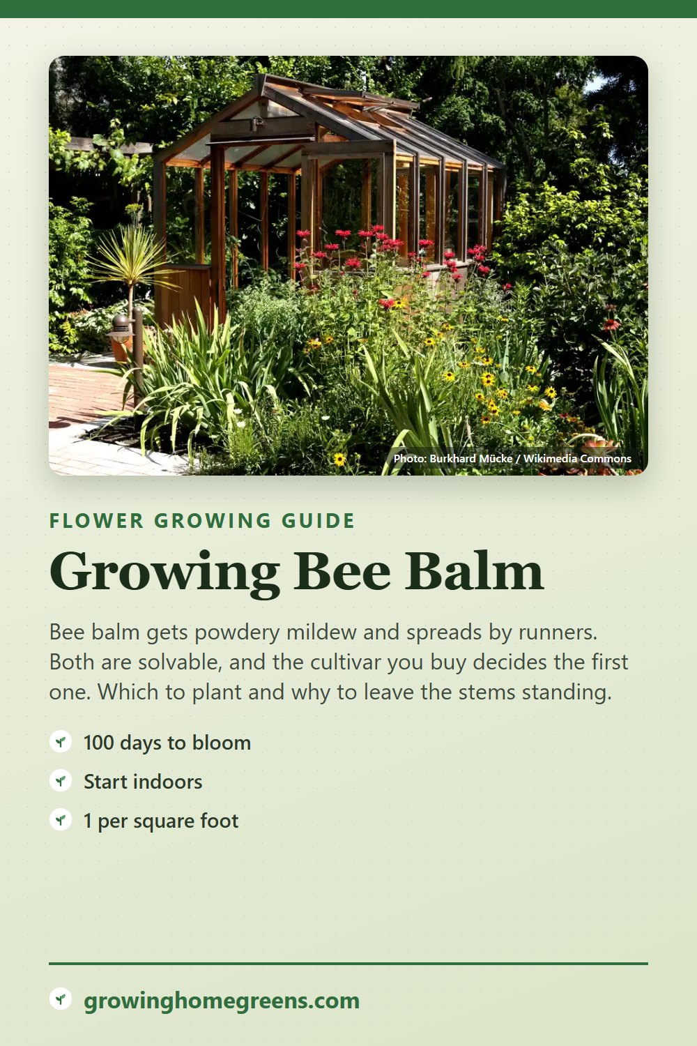 Bee Balm: growing guide